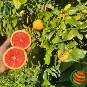 Pompelmo Rosa Siciliano - 2,30€/kg