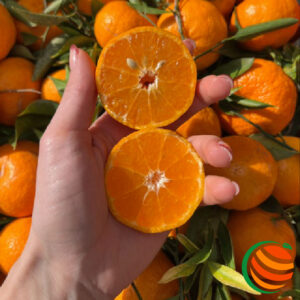 Mandarino di Sicilia - 2,20€/kg