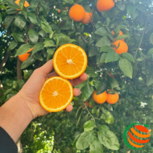 Arance Vaniglia - 2,30€/kg