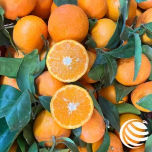 Mandarancio Tardivo - 3,30€/kg